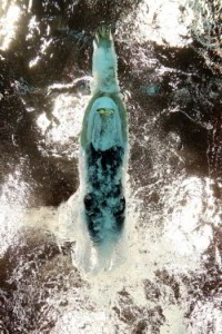 Zambullida Zambullida