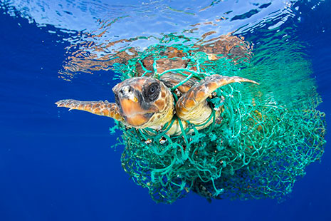 Las mejores fotos del año tortuga enredada tortuga nadando por el interior del mar enredada entre cuerdas