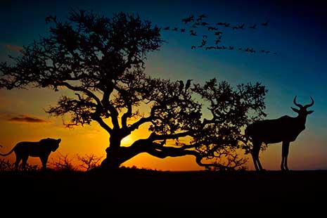 Qué época es mejor para viajar a cada continente paisaje África Silueta de árbol, tigre y gacela con el sol al fondo