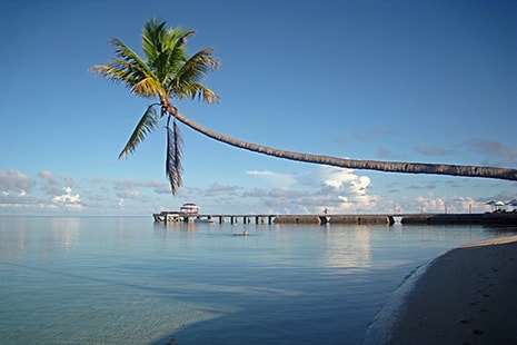 Palmera y muelle sobre el mar