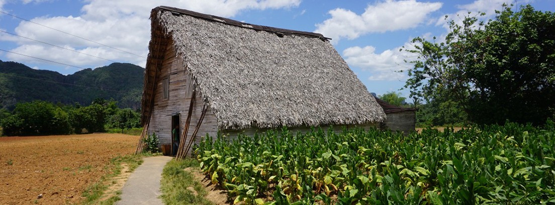 Cabaña en una plantación de tabaco de Viñales en Cuba