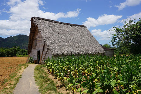 Cabaña en una plantación de tabaco de Viñales en Cuba