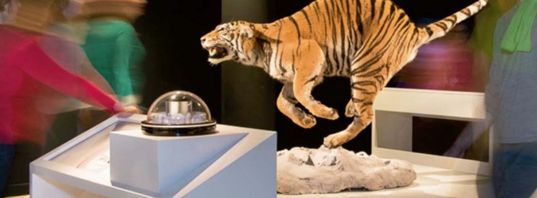 Exposición WOW - Maravillas de la vida salvaje Tigre en posición de salto en la exposición WOW. Maravillas de la vida salvaje