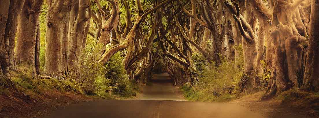 Camino de arena entre túnel de árboles como el de Juego de Tronos Imagen similar al parque temático Juego de Tronos