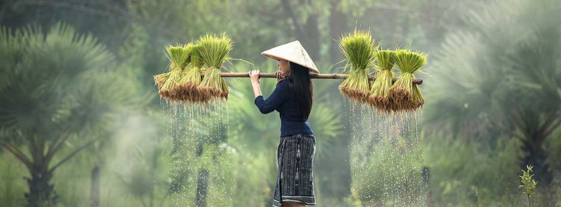 Viajar a Tailandia permite disfrutar de un paisaje natural exclusivo Mujer con cosecha en los campos de Tailandia