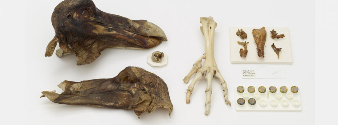 Restos óseos del dodo de Oxford, el espécimen más icónico que posee el Museum of Natural History
